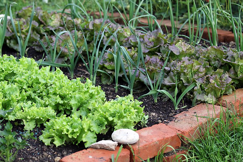 Community Engagement and Gardening Education!